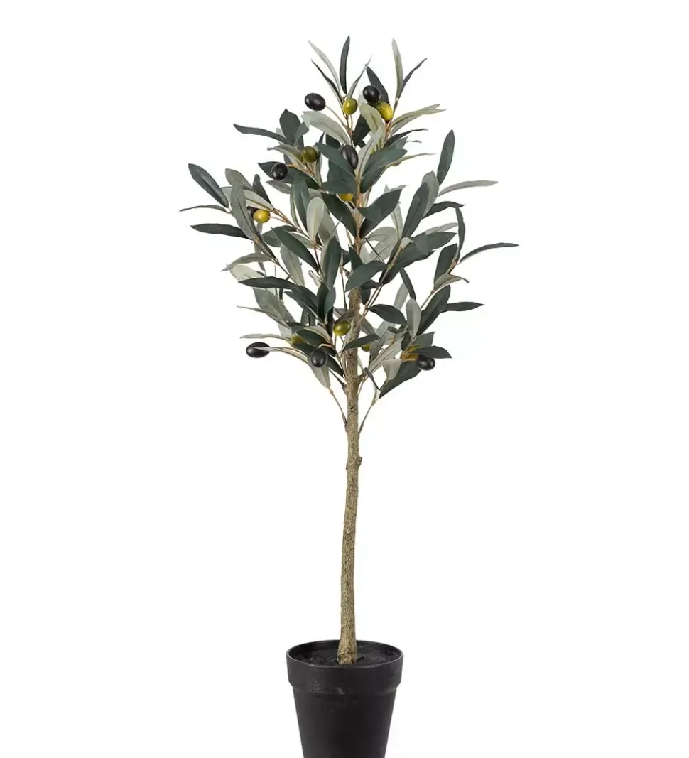 Oliventre H75