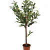 Oliventre H60