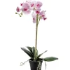 Orkide Hvit/Cerise H60CM