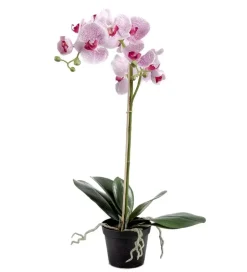 Orkide Hvit/Cerise H60CM