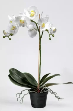 Orkidé Phalaenopsis H60