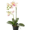 Orkidé Phalaenopsis H45