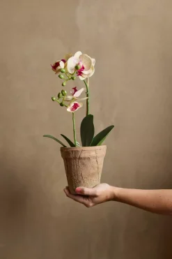 Orkidé Phalaenopsis H45