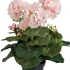 Pelagonia Rosa H35