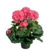 Pelargonia Rosa H35