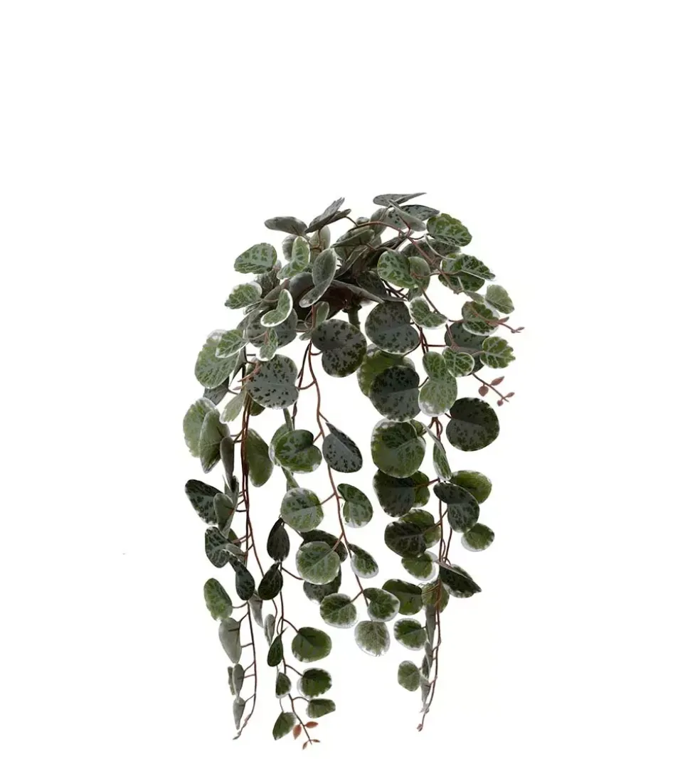 Peperomia Grønn