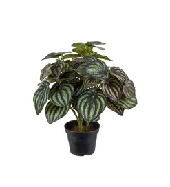 Peperomia Grønn H30