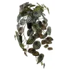 Peperomia Grønn Hengeplante