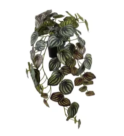 Peperomia Grønn Hengeplante