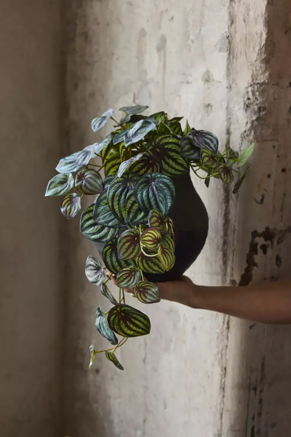 Peperomia Grønn Hengeplante