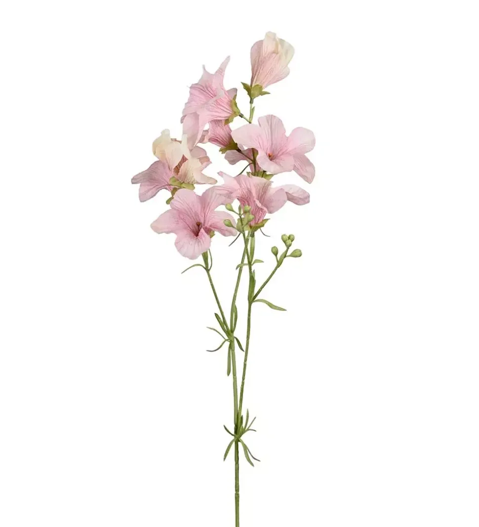 Petunia Lyserosa H90