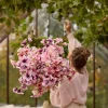 Petunia Rosa H90