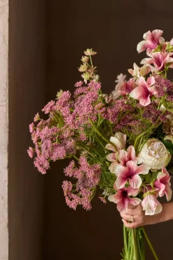 Petunia Rosa H90