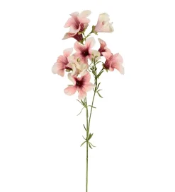 Petunia Rosa H90