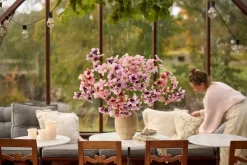 Petunia Rosa H90