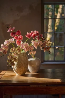 Phalaenopsiskvist Grønnrosa H75