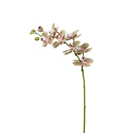 Phalaenopsiskvist Grønnrosa H75