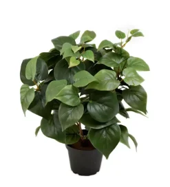 Philodendron H35 Potte