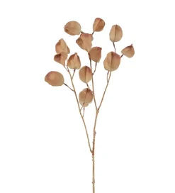 Physalis H60 Brun