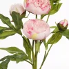 Pion Rosa H40