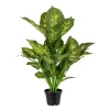 Prikkbladplante 55cm