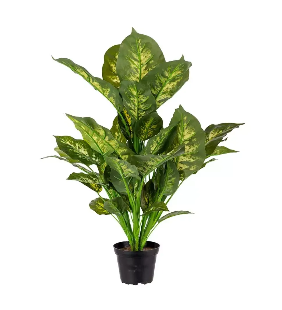 Prikkbladplante 55cm