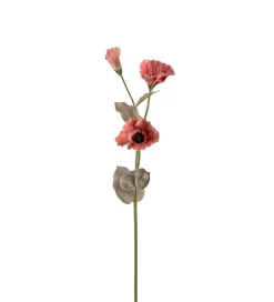 Prærieklokke Rosa H60