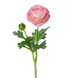Ranunkel Lys Rosa H50
