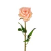 Rose Aprikos H65