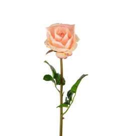 Rose Aprikos H65