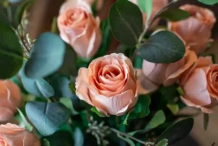 Rose H50 Beige