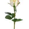 Rose H50 Candy