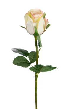 Rose H50 Candy