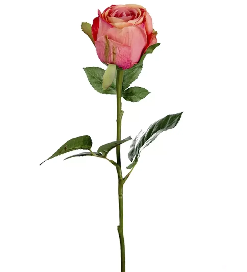 Rose H50 Fersken