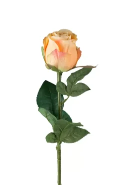 Rose H50 Gul/Fersken