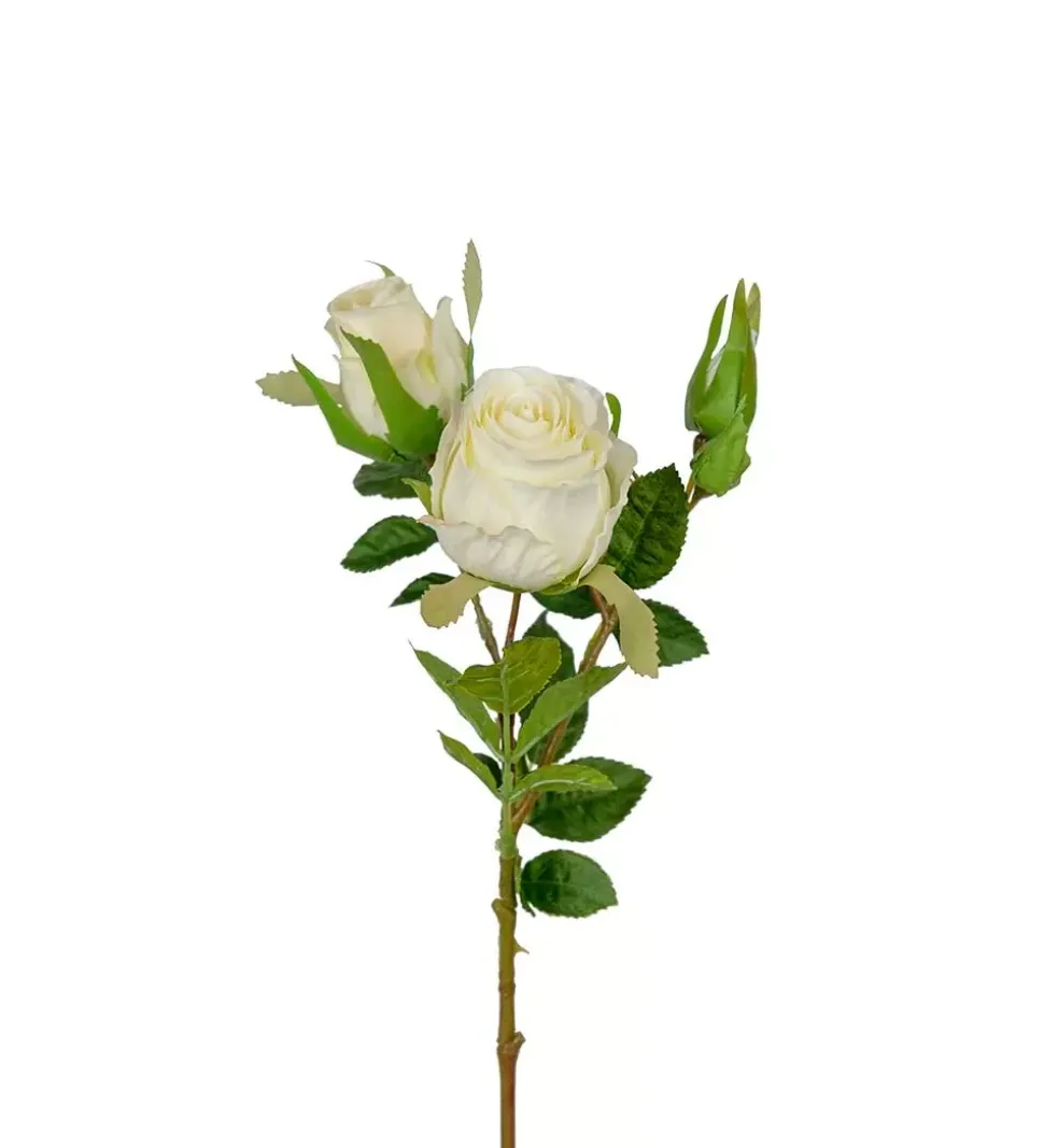 Rose H40 Hvit