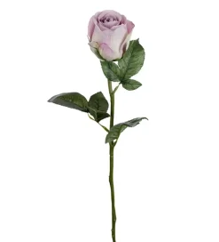 Rose H50 Lilla