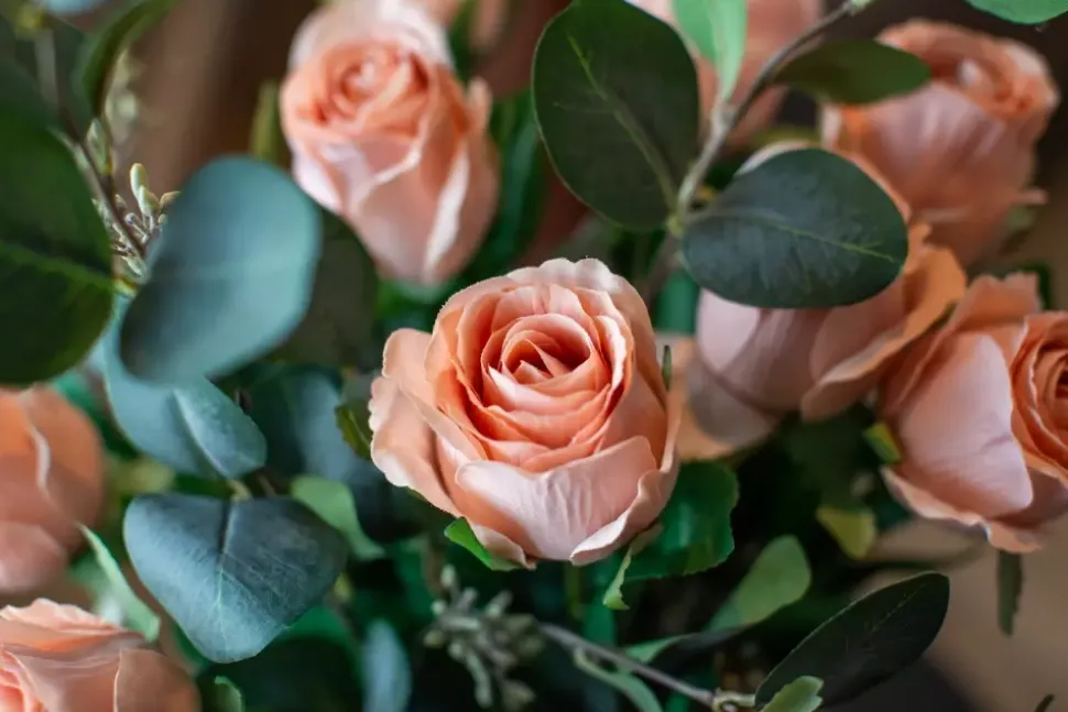 Rose H50 Rosa