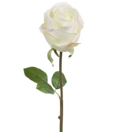 Rose Hvit H75