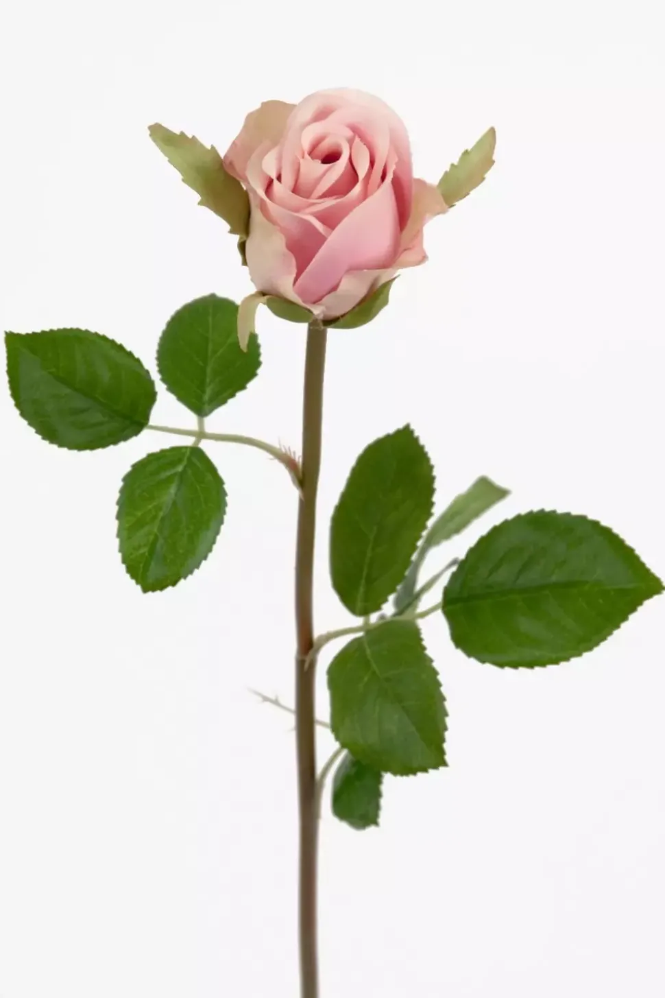 Rose Lys Rosa H50