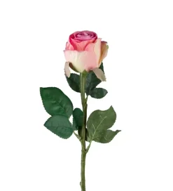 Rose Pink H50