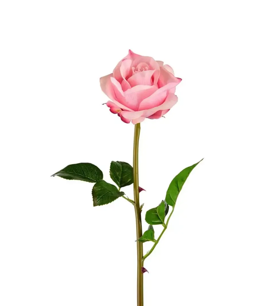 Rose Rosa H65