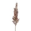 Ruscus H95