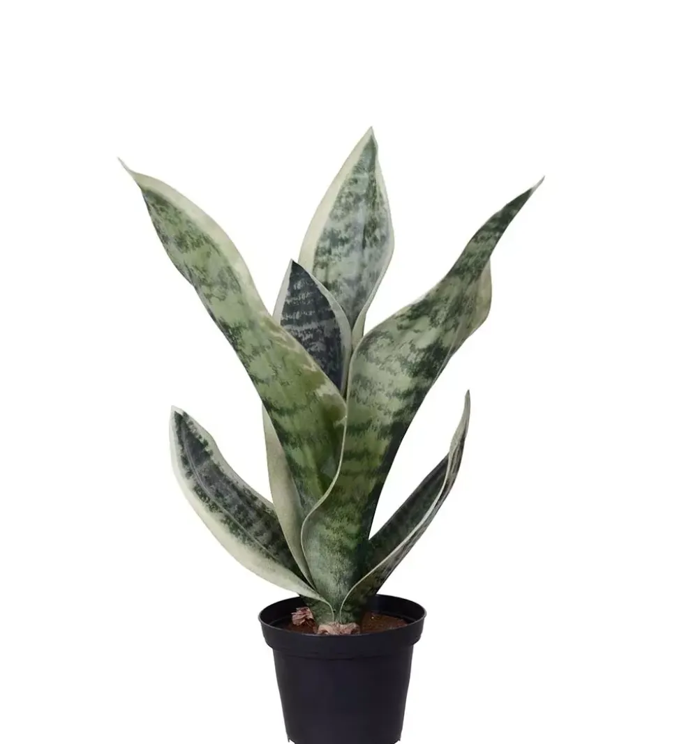 Sansevieria I Potte H35