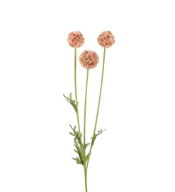 Scabiosa Brun H60