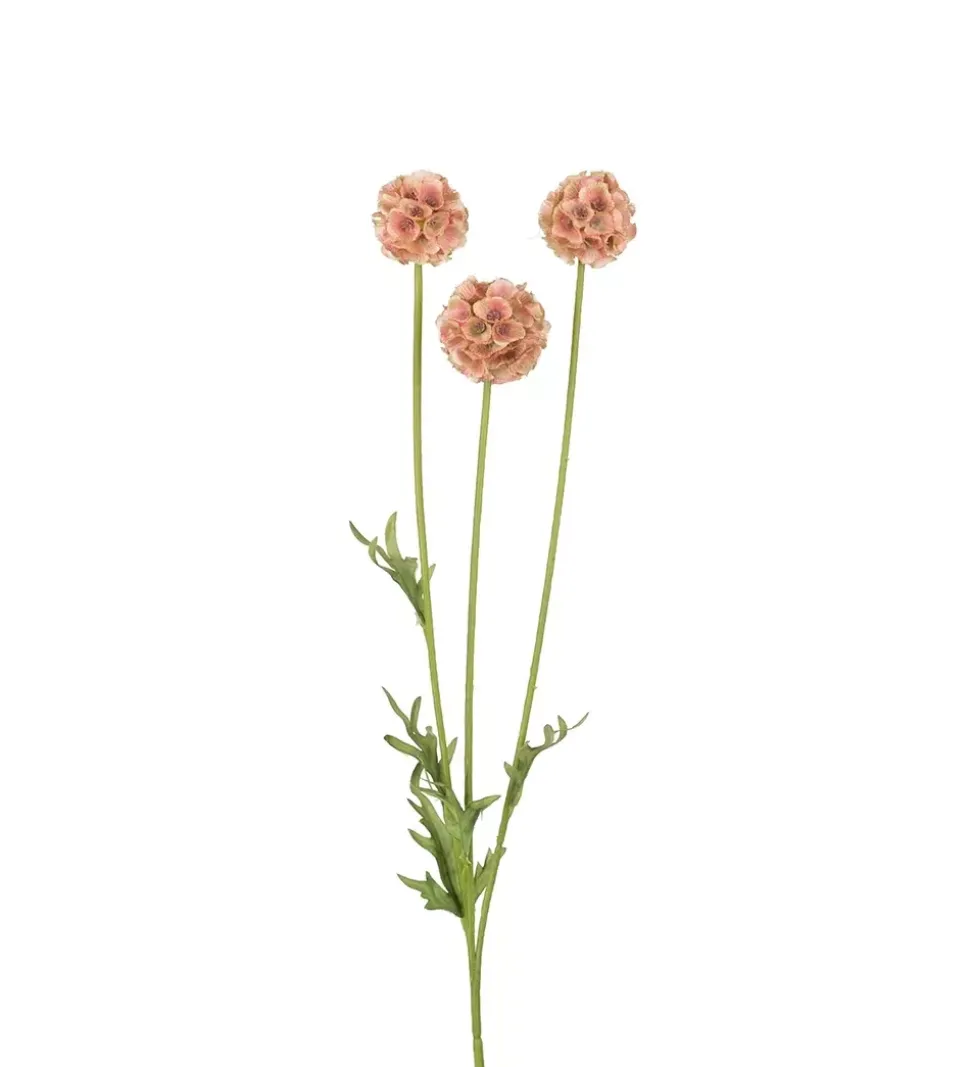 Scabiosa Brun H60