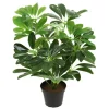 Schefflera Grønn