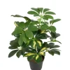 Schefflera Grønn/Hvit