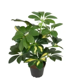 Schefflera Grønn/Hvit