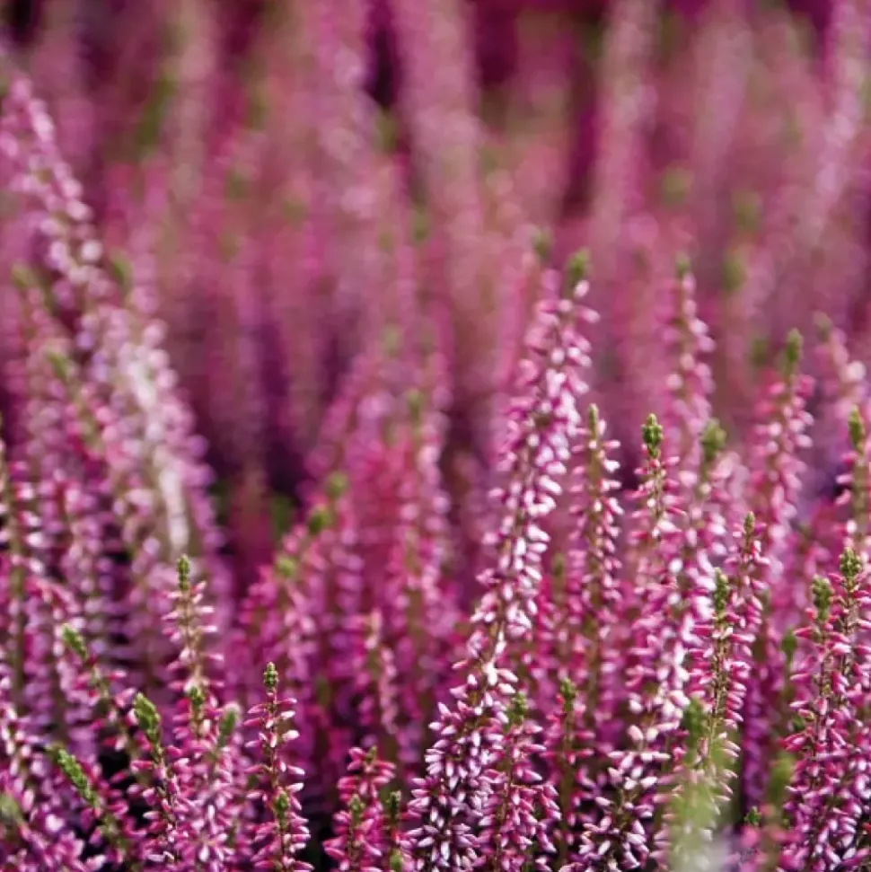 Serviett Autumn Heather